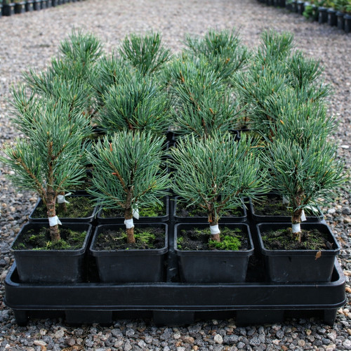 Pinus sylvestris sé - cv,