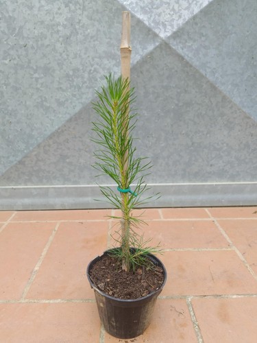 Pianta pinus sylvestris pino - pianta,