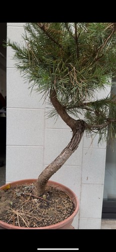 Pino silvestre bonsai - bonsai, pinus