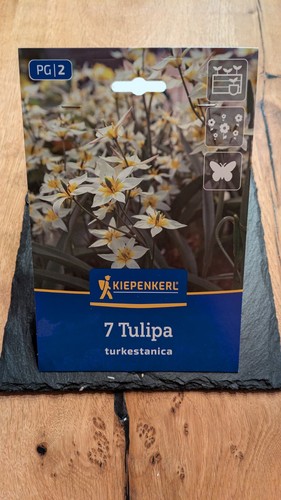 Tulipano selvatico kiepenkerl - selvatico,