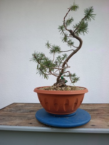 Bonsai pino silvestre - pino, silvestre👑