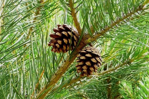 Pino silvestre pinus - pino, "pinus