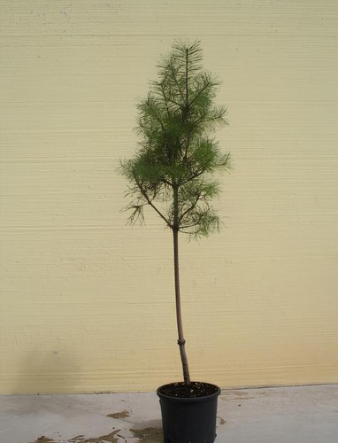 Pino silvestre pinus - pino,