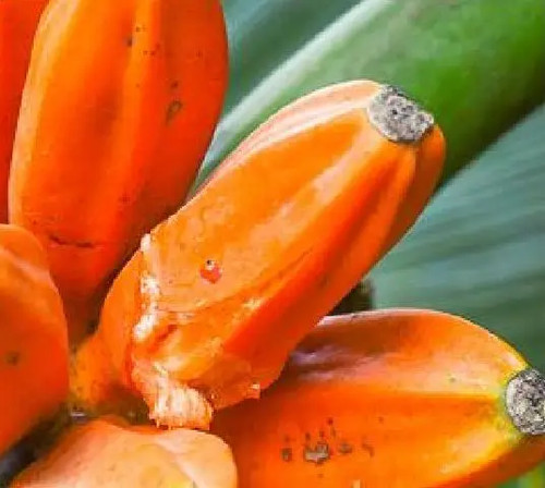 Musa johnsii miele - musa,