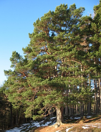 Pinus sylvestris pino - pinus,