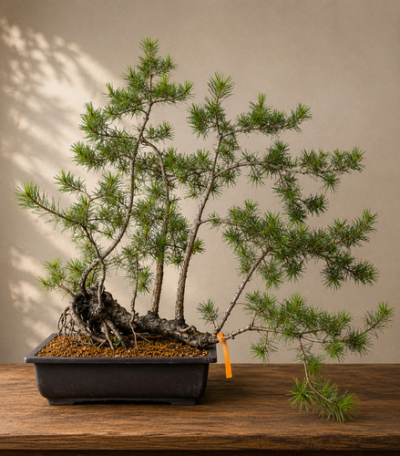 Bonsai pino silvestre - silvestre,