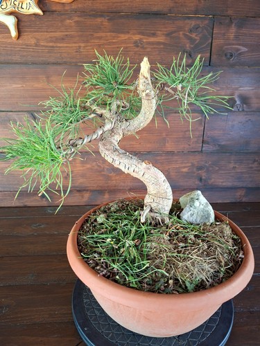 Bonsai pino silvestre - di,