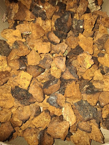 Pezzi funghi chaga - pezzi, di