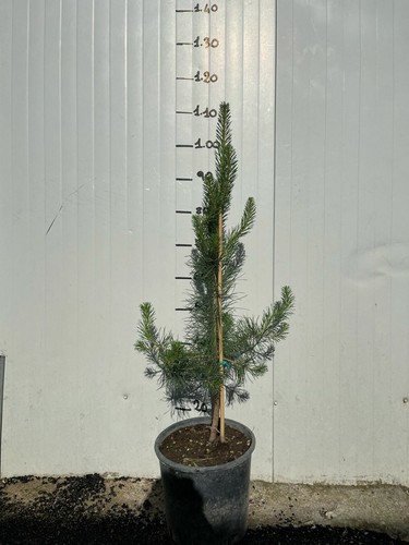 Pinus sylvestris pino - pinus, (pino
