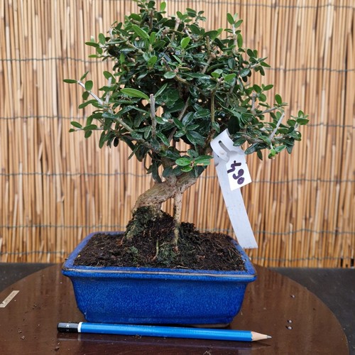 Bonsai olivo silvestre h - olivo,