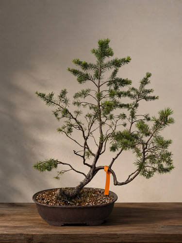 Bonsai pino silvestre - -,